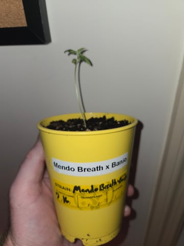 Last Auto's Before Frost? — seedling_rooting, day 1