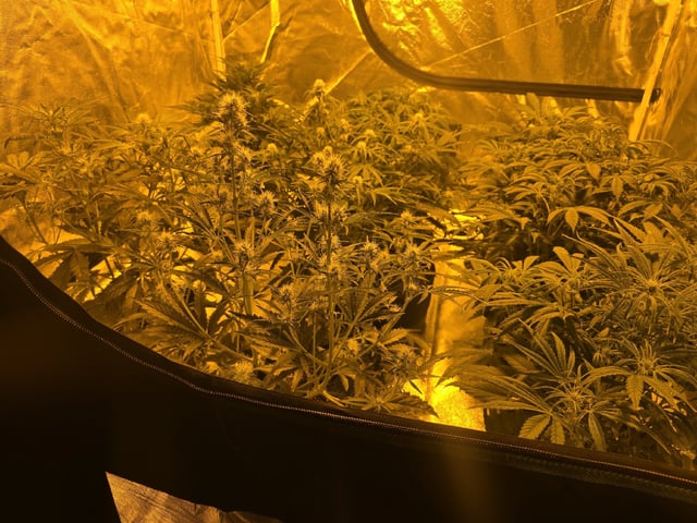 Autos AGAIN — flower, day 47