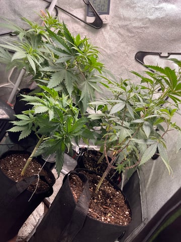Fruity Pebbles  — vegetative, day 2