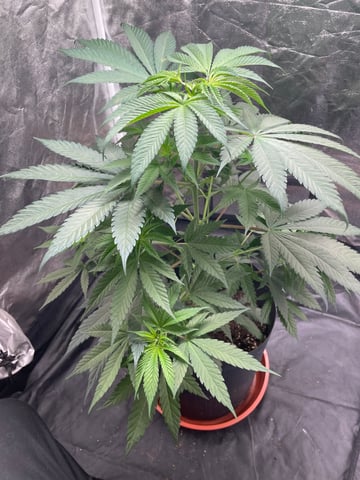 Blueberry — vegetative, day 51