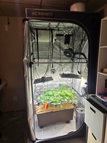 White rhino — flower, day 62