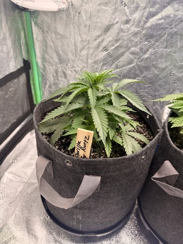 Gorilla Runtz — vegetative, day 32