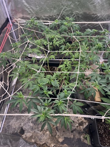 3rd gen clone — flower, day 2