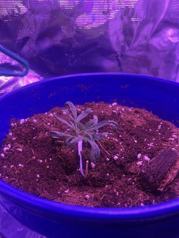 SOUR APPLE (2nd attempt) — vegetative, day 28