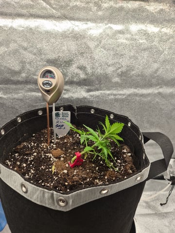 I'll get it right — vegetative, day 30