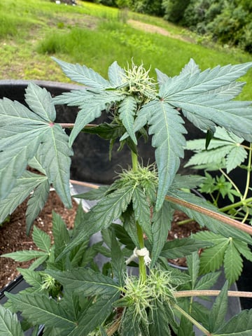 Quick One — flower, day 8