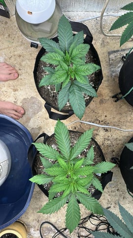 trying some bag seeds — vegetative, day 26