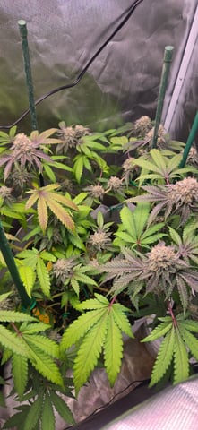 Looking for advice! — flower, day 87