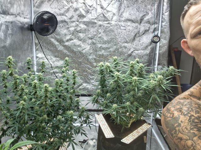 Seedman mix auto & seedman mix auto & GodFather OG — flower, day 79