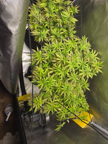 First Grow — vegetative, day 49