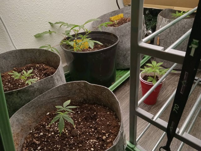 critical purple kush x peyote wifi  in the auto pot system tray 2 grow with added microhazian to the coco coir  — flower, day 65