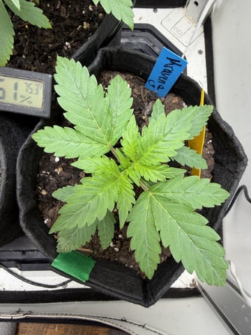 Midsummer Outdoor — vegetative, day 14