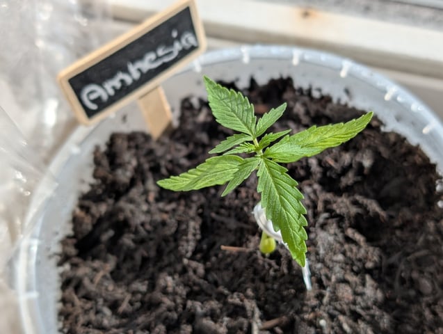 My First Grow 🪴 April '26 — seedling_rooting, day 18