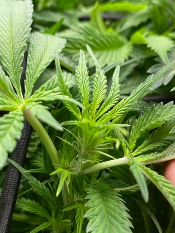 blackberry marshmallows  — flower, day 78