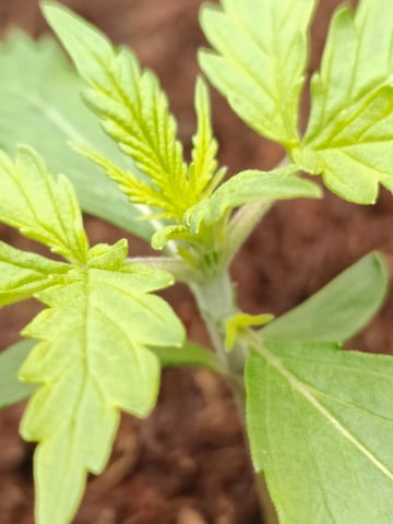Fast Buds Gorilla Z auto — vegetative, day 14