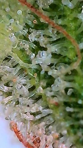 First ever grow — flower, day 91