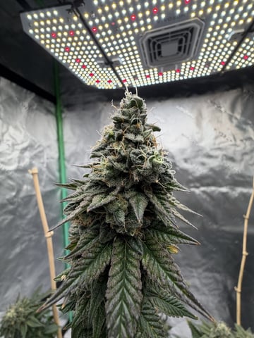 Bluntz Grow — flower, day 62