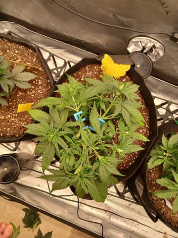 Lsd25, Dosido,GDP All Autos. — grow_setup, day 24
