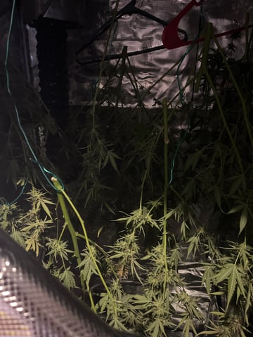 Blueberry auto — harvest, day 97