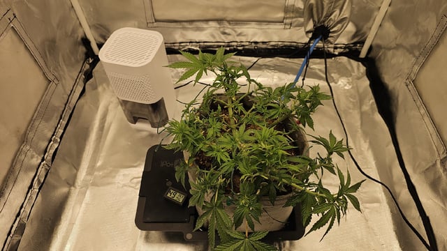 Jelousy Fast(Photo) & Ultra Voilet (Auto) — flower, day 19