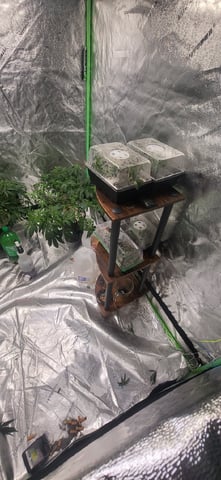 1st grow indoors(cardboard box to 2x2x4 to 5x5x6) — vegetative, day 63