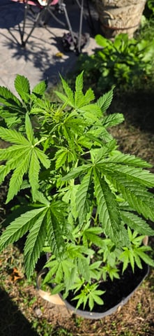 Let's just leave these right here! — vegetative, day 57