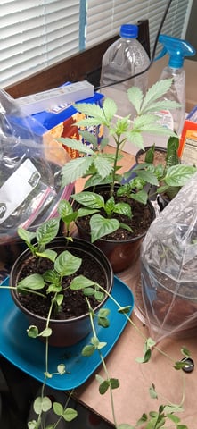 blueberry funk — vegetative, day 18