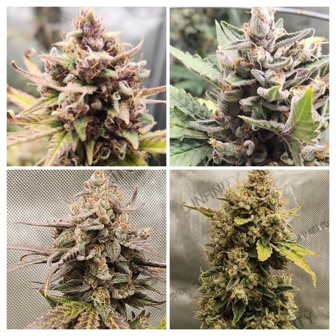 Another round of Mephisto Genetics from Schoolyard Crush and Do-si-delirium drops. — flower, day 69