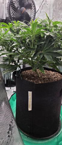 August Grow — flower, day 51