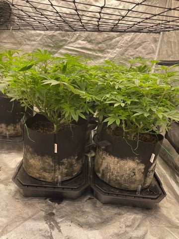 1st Ever Grow (GodFather OG) (Coco) — flower, day 88