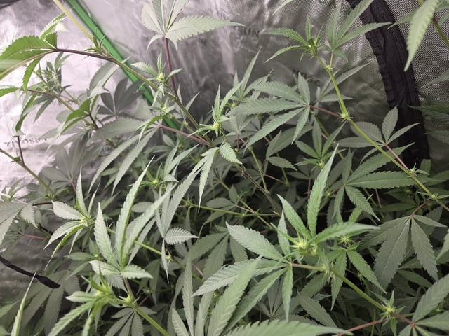 Banana and Gold — flower, day 11