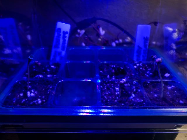 My First Home Grow  — seedling_rooting, day 5