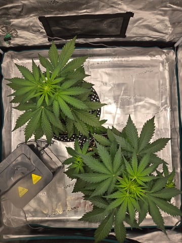 Mimosa Sunrise XXL 3x3 tent — flower, day 22