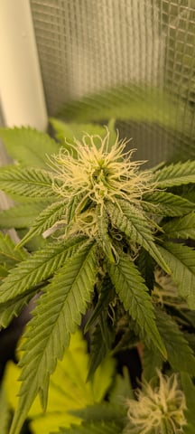 1st grow continued  — flower, day 5