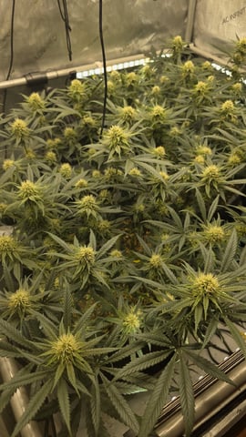lilac diesel Rbx2 — flower, day 91