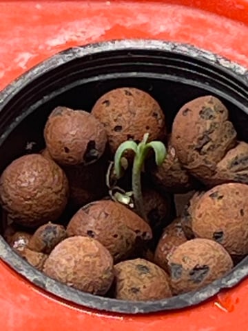 The First One — seedling_rooting, day 4