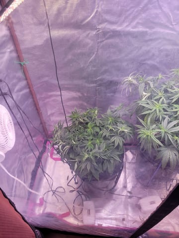 6th Grow — vegetative, day 30