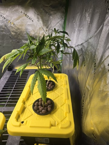 GLOOKIES — grow_setup, day 16