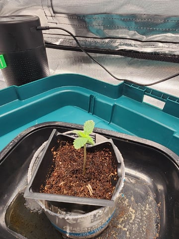 Dos Si Dos. Indica — seedling_rooting, day 1