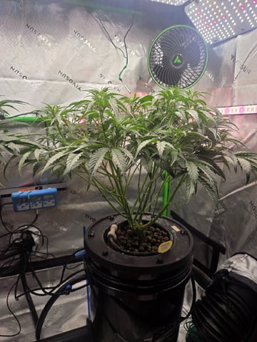 Northern Lights / Banana Kush — flower, day 57