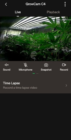 3rd Auto Grow — vegetative, day 55