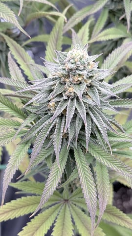 Blue Dream Grow — flower, day 79