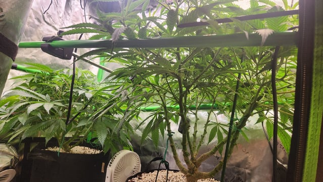 critical Michigan gelato  — flower, day 28