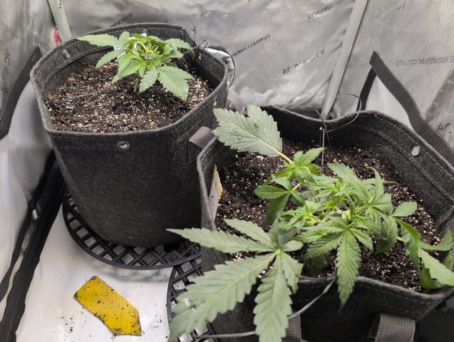 memphisto 3 bears OG, ethos high note r1 — vegetative, day 23