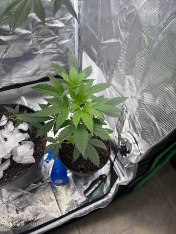 bonez #1 — flower, day 47