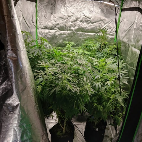 run #3 — flower, day 45