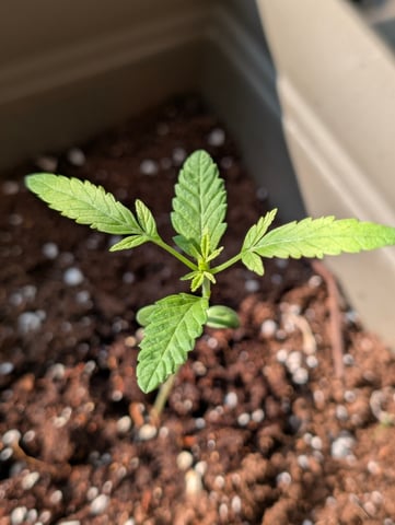 First grow  — vegetative, day 23