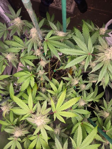 Looking for advice! — flower, day 75