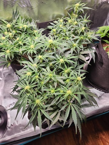 Autoflower grow. my first grow  — flower, day 43