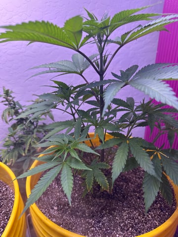 3rd grow  — vegetative, day 40